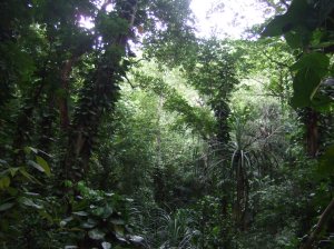 A non-rainforest forest outside Kandy, Sri Lanka